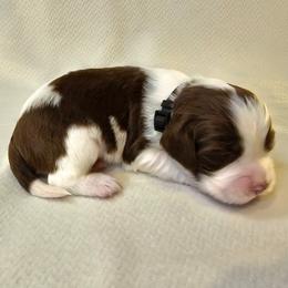 Black Boy (Batman or Squeaky Beak) - Liver and white male English Springer Spaniel puppy in Spanish Fork, Utah from Orchard Hill English Springer Spaniels