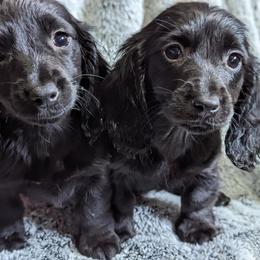 Dachshund Puppies from Valhallah Farms