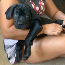 Cane Corso Puppies from Diamond Cut Kennels, Hawaii