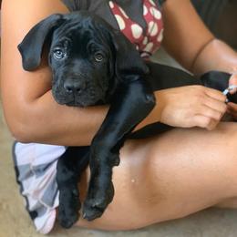 Cane Corso Puppies from Diamond Cut Kennels, Hawaii