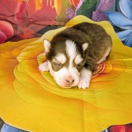 Boy 1 - Red and white male Pomsky puppy in Spring Hill, Florida from www.PuppyTimeEmporium.com