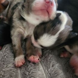 Miniature Australian Shepherd and Toy Australian Shepherd Puppies from Kinsley's Cuties & SouthPaw Creations