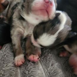 Miniature Australian Shepherd and Toy Australian Shepherd Puppies from Kinsley's Cuties & SouthPaw Creations