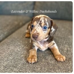 Dachshund Puppies from Lavender and Willow Dachshunds