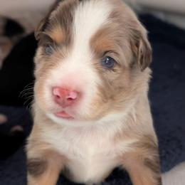 Raspberry - Red merle male Toy Australian Shepherd puppy in Lakeland, Florida from Under the Oak Aussies