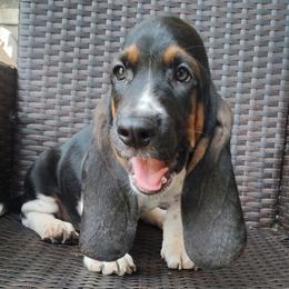Tucker - Black brown and white male Basset Hound puppy in Newton Grove, North Carolina from MGA Basset Hound