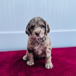 Rose - Merle female Labradoodle puppy in Elizabeth City, North Carolina from Howdy Doodles