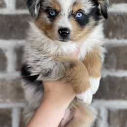 Australian Shepherd, Miniature American Shepherd, Miniature Australian Shepherd, and Toy Australian Shepherd Puppies from Painted Blue Aussies