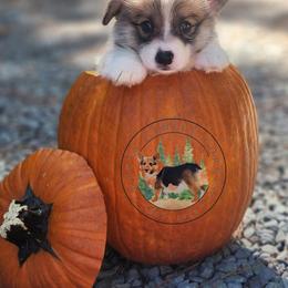 Bacon - Red male Pembroke Welsh Corgi puppy in Cameron, North Carolina from Butts Family Corgis