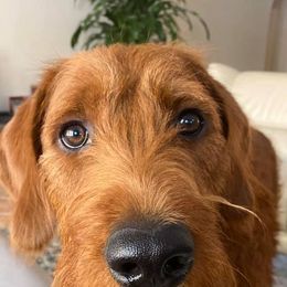 Labradoodles from Henry Fawkes Schork - Labradoodle Stud