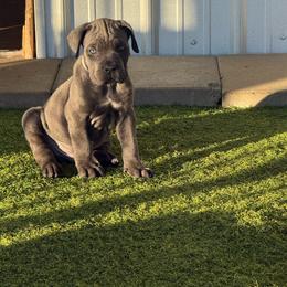 Light Blue collar Grey Boy - Gray male Cane Corso puppy in Nashville, Tennessee from Worldwide Kennels