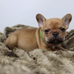 Burch - Fawn male French Bulldog puppy in Saucier, Mississippi from Mississippi Sound Frenchies