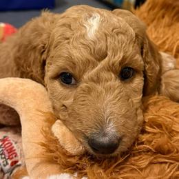 Clarissa - Purple girl - Apricot female Goldendoodle puppy in Puyallup, Washington from Dawnie’s Doodles
