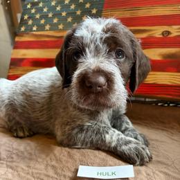 Walter (Hulk) - Brown and gray male Wirehaired Pointing Griffon puppy in Grangeville, Idaho from Happy Hollow Griffons