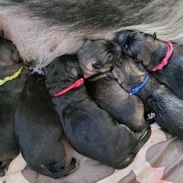 German Shepherd and Pembroke Welsh Corgi Puppies from Muddy Paws Corgis / Von Blake's Gedächtnis German Shepherds