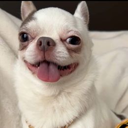 Flash - Blue and tan male Chihuahua puppy in Michigan from Fanciful Thrills Kennel