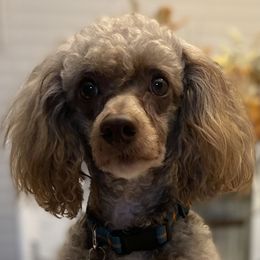 Lenny - Poodle