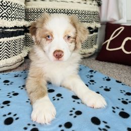 Cupid - Red merle Miniature Australian Shepherd puppy in Kaufman, Texas from Xoxo Aussies