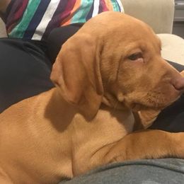 Vizsla Puppies from Maplewood Vizslas
