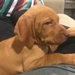 Vizsla Puppies from Maplewood Vizslas
