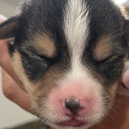 Boy 1 - Pembroke Welsh Corgi puppy in North Carolina from Rafter T Corgis