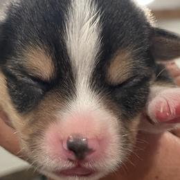 Boy 1 - Pembroke Welsh Corgi puppy in North Carolina from Rafter T Corgis