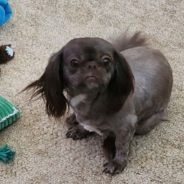 Brandy - Shih Tzu
