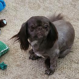 Brandy - Shih Tzu