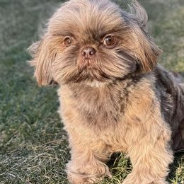 Shih Tzus from Butterfly Shih Tzu Pups