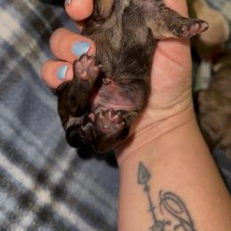 Ella - Cream female Dachshund puppy in Pineville, Louisiana from Bayou State Dachshunds