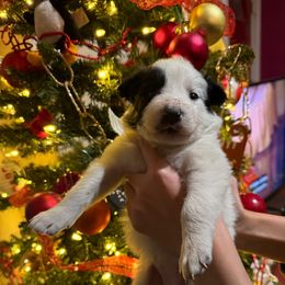 Mostly white girl - Black and white female Border Collie puppy in Jackson, New Jersey from NJ Bees BC