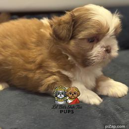 Nolen - Lilac male Shih Tzu puppy in Walkertown, North Carolina from Lil’ Bit’s Shih Tzu