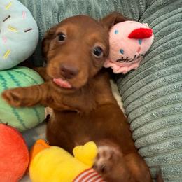 Electra - Red female Dachshund puppy in Pittsburg, California from Super Hero Dachshunds