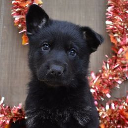 Black Collar Boy - Bi-color male German Shepherd puppy in Grants Pass, Oregon from Granville German Shepherds