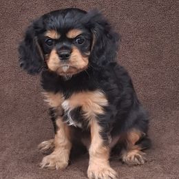 Dolly - Black and tan female Cavalier King Charles Spaniel puppy in West Plains, Missouri from God's Designs Cavaliers