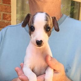 Whippet Puppies from Wyndham Whippets