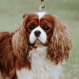 Benji - Cavalier King Charles Spaniel