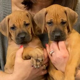 Rhodesian Ridgebacks from The Realm