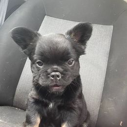 French Bulldog Puppies from Just Us Frenchies