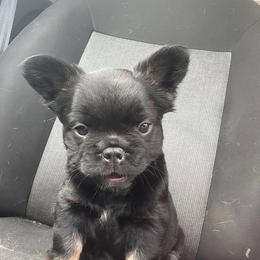 French Bulldog Puppies from Just Us Frenchies