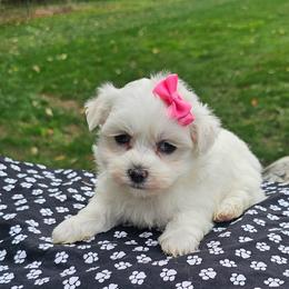Lilac - White female Maltese puppy in Utica, Ohio from Poodle Me Crazy