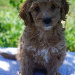 Georgia - Yellow and white female Bernedoodle puppy in Caldwell, Idaho from Treasure Valley Poodles