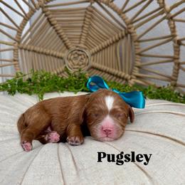 Pugsley - Red male Cavapoo puppy in Herriman, Utah from Gypsi Doodles & Poodles LLC.