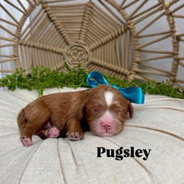 Pugsley - Red male Cavapoo puppy in Herriman, Utah from Gypsi Doodles & Poodles LLC.