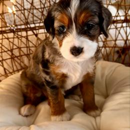 Cupid - Blue merle female Bernedoodle puppy in Pueblo, Colorado from Doodles of the Rockies
