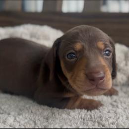 Chocolate And Tan Male 1 - Chocolate and tan male Dachshund puppy in Blackstone, Virginia from Cheyenne's Dachshunds