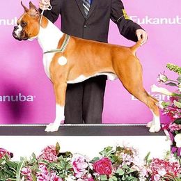 Jack - Boxer