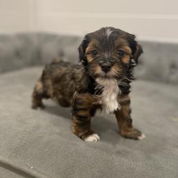Bernedoodle, Cavapoo, Havanese, and Havapoo Puppies from Lady Paws Puppies - Cassie