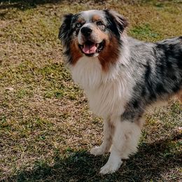 Australian Shepherds from Chapman’s Australian Shepherds