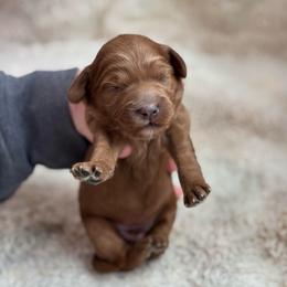 Archie - Red  male Goldendoodle puppy in Wharton, Texas from Little Fur Friends